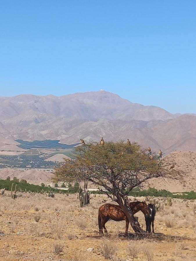 Campo De Cielo Mamalluca Valle De Elqui Vicuña Dış mekan fotoğraf